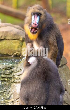 Mandrill, mandrillus Sphinx, in Colchester Zoo, Essex, UK. Primas der Alten Welt monkey (Fußball oder Handball) Familie. Farbenfrohe blaue Fläche. Gefährdete Stockfoto