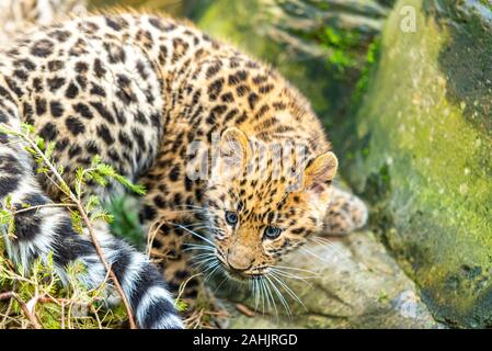 Amur Leopard junge Cub in Gefangenschaft. Drei Monate alten Panthera pardus orientalis in Colchester Zoo, Essex, UK. Gefährdete Tierart in Gefangenschaft geboren Stockfoto