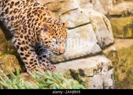 Amur Leopard junge Cub in Gefangenschaft. Drei Monate alten Panthera pardus orientalis in Colchester Zoo, Essex, UK. Gefährdete Tierart in Gefangenschaft geboren Stockfoto