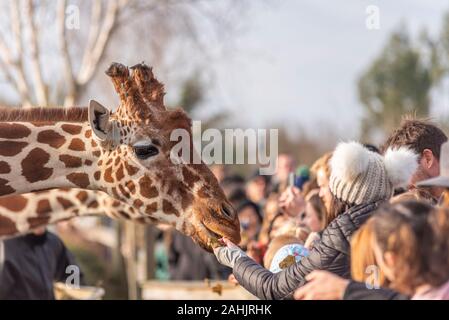 Die Fütterung der Giraffen im Zoo in Colchester, Essex, UK. Netzgiraffe, Giraffa Camelopardalis reticulata. Publikumsmagnet Besucher Fütterung der Tiere Stockfoto