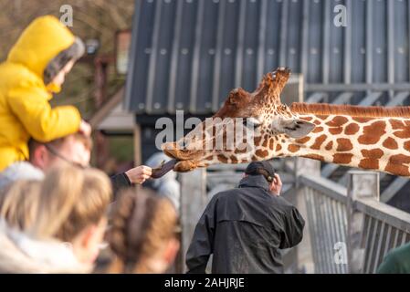 Die Fütterung der Giraffen im Zoo in Colchester, Essex, UK. Netzgiraffe, Giraffa Camelopardalis reticulata. Publikumsmagnet Besucher Fütterung der Tiere Stockfoto