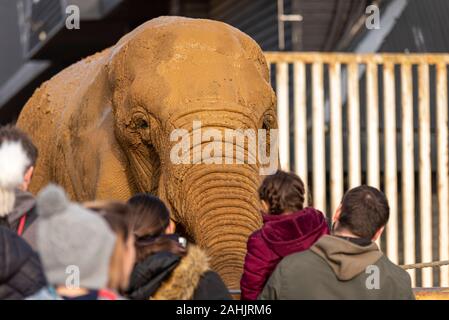 Muddy afrikanischen Elefanten in Colchester Zoo, Essex, UK. Loxodonta Africana. Captive animal Ausstellung im Elefanten Königreich Stockfoto