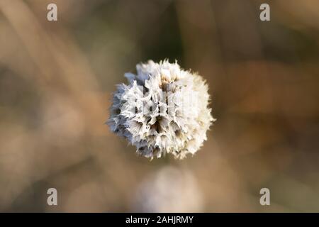 Blumen und Landschaft in den Sonnenaufgang auf einem eisigen Winter Tag Stockfoto