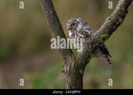 Steinkauz (Athene noctua) in einem kleinen Baum in Ackerland gehockt Stockfoto