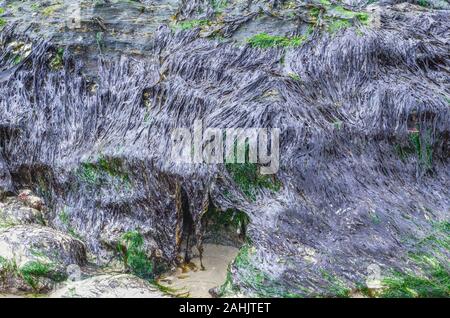 Geballte Lila Laver/Porphyra umbilicalis überfluten Küste Felsen. Variable Farbe, von braun-lila grün auf Olivenöl. Ist essbar & macht Laverbread. Stockfoto