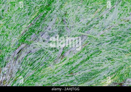 Lila Laver/Porphyra umbilicalis überfluten Küste Felsen. Variiert in Farbe, von braun-lila grün auf Olivenöl. Hier Braun. Ist essbar Stockfoto