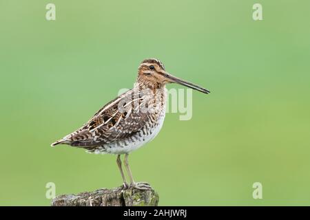 Bekassine Gallinago Gallinago, Bekassine Stockfoto