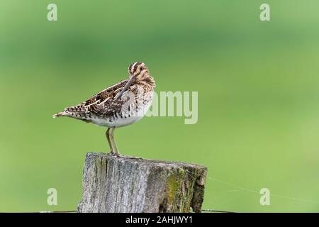 Bekassine Gallinago Gallinago, Bekassine Stockfoto