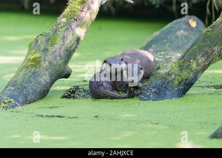 Europäischer Fischotter, Lutra Lutra, Fischotter Stockfoto