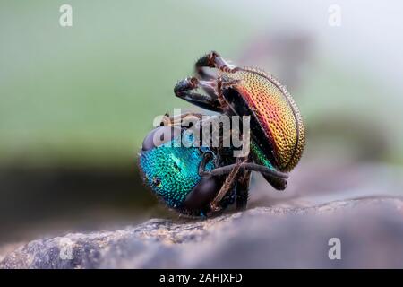 , Goldwespe Hedychrum Nobile, Ruby-tailed Wasp Stockfoto