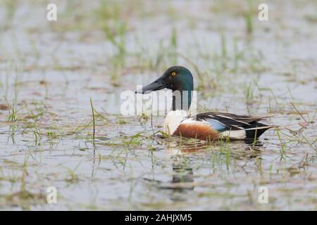 Loeffelente Maennchen, Spatel clypeata, männliche Northern Shoveler Stockfoto