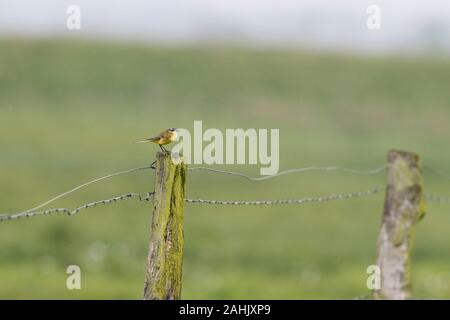 Maennchen, schafstelze Motacilla flava, Männliche western Schafstelze Stockfoto