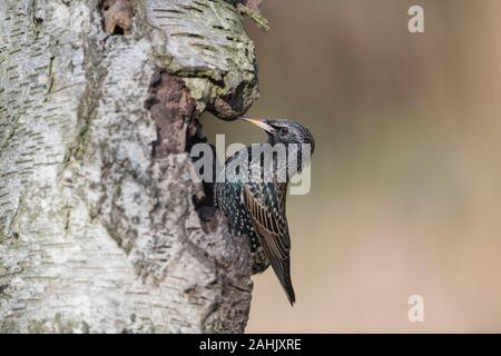 Stern, Sturnus vulgaris, Common Starling Stockfoto