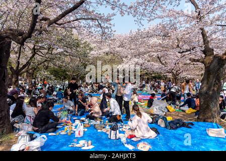 April 7, 2019: Japaner, die Kirschblüte (Sakura) Essen im Freien in Shinjuku Gyoen Park zu genießen. Tokio, Japan Stockfoto
