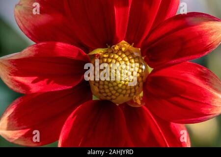 Detaillierte Makroaufnahme eines roten und gelben Dahlie Blume im hellen Sonnenschein Stockfoto