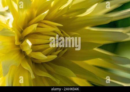 Detaillierte Makroaufnahme eines gelbe Dahlie Blume im hellen Sonnenschein Stockfoto