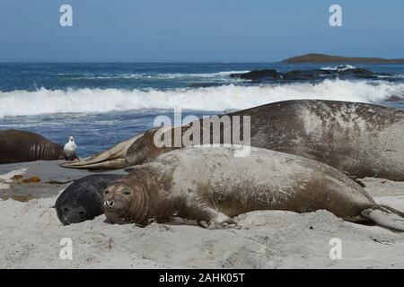 Zucht Gruppe der Südliche See-Elefant (Mirounga leonina leonina) mit kürzlich geboren Welpen liegen auf einem Strand auf Sea Lion Island in den Falkland Inseln. Stockfoto