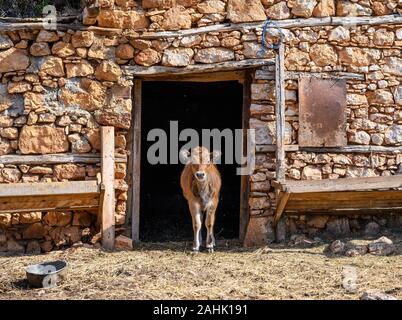 Ein Kalb sieht von der Tür aus der stabilen, in dem kleinen Fischerdorf Psarades am Lake Prespa in Mazedonien, im Norden Griechenlands. Stockfoto