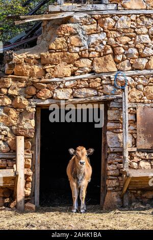 Ein Kalb sieht von der Tür aus der stabilen, in dem kleinen Fischerdorf Psarades am Lake Prespa in Mazedonien, im Norden Griechenlands. Stockfoto