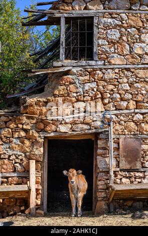 Ein Kalb sieht von der Tür aus der stabilen, in dem kleinen Fischerdorf Psarades am Lake Prespa in Mazedonien, im Norden Griechenlands. Stockfoto