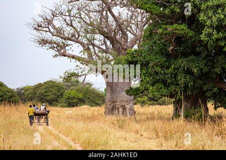 Massive Baobab Bäumen im Trockenen trockenen Savanne von South West Senegal. Stockfoto