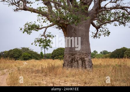 Massive Baobab Bäumen im Trockenen trockenen Savanne von South West Senegal. Stockfoto