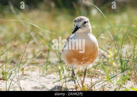 Neuseeland dotterel am Strand von Vivian Bay Kawau Island, Neuseeland. Stockfoto