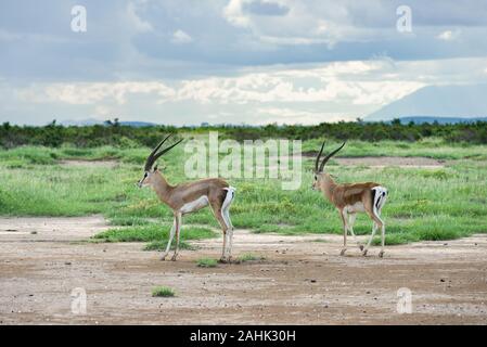 Grant's Gazelle (Nanger granti) auf offenes Grasland, Amboseli National Park, Kenia Stockfoto