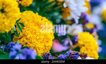 Close-up auf lila und gelb Französische ringelblume Blumen Stockfoto