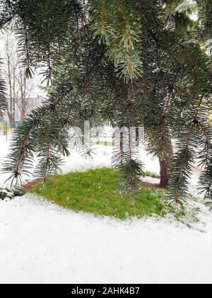 Grüne Weihnachten Bäume in Winter Park mit Schnee bedeckt. Stockfoto