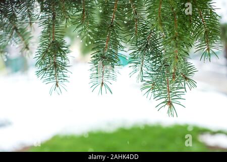 Grüne Weihnachten Bäume in Winter Park mit Schnee bedeckt. Stockfoto