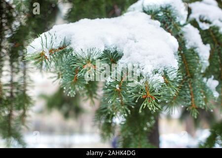 Grüne Weihnachten Bäume in Winter Park mit Schnee bedeckt. Stockfoto