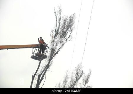 Arbeitnehmer in der Stadtwerke schneiden Baum verzweigt. Schneiden von Ästen stört die Stromkabel. Stockfoto