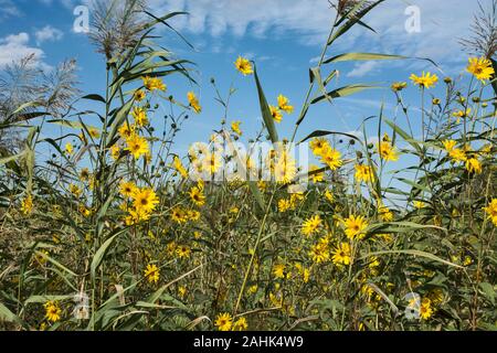 Kichererbsen Blumen, frei unbewirtschaftet in der Natur wachsen. Kichererbsen oder Topinambur sind mehrjährige Kräuter auch als wilde Kartoffeln bekannt. Stockfoto