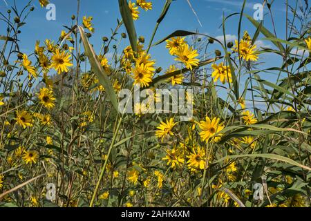 Kichererbsen Blumen, frei unbewirtschaftet in der Natur wachsen. Kichererbsen oder Topinambur sind mehrjährige Kräuter auch als wilde Kartoffeln bekannt. Stockfoto
