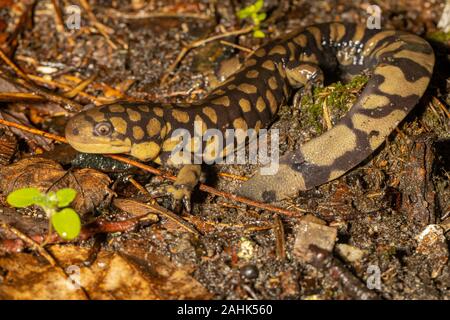 Eastern Tiger salamander auf dem Waldboden - Ambystoma tigrinum Stockfoto