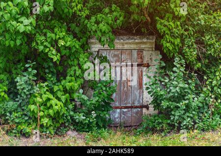 Alte Holztür eines verlassenen überwachsen Keller. Stockfoto