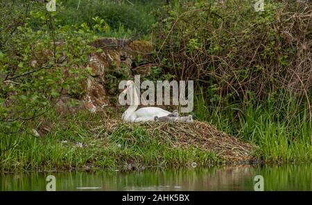 Ein einzelner Höckerschwan auf ihr Nest mit frisch geschlüpfte Cygnets. Stockfoto