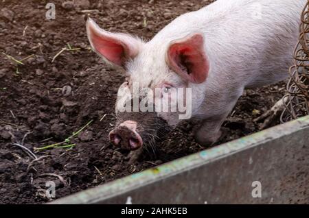 Schwein mit schmutzigen Schnauze in Pen auf schwarzem Grund. Stockfoto