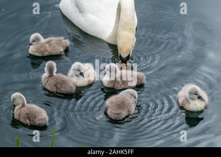 Ein weiblicher Höckerschwan (UK) mit Cygnets. Stockfoto