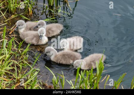 Cygnets schwimmen zu lernen. Stockfoto