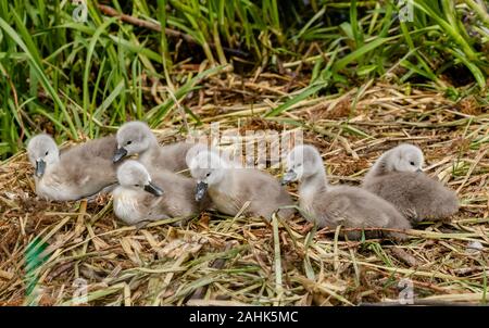 6 Mute swan Cygnets auf einem Nest. Stockfoto