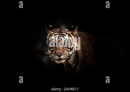 Fine Art Bild von ranthambore wild männliche Tiger im Ranthambore Nationalpark, Rajasthan, Indien Stockfoto