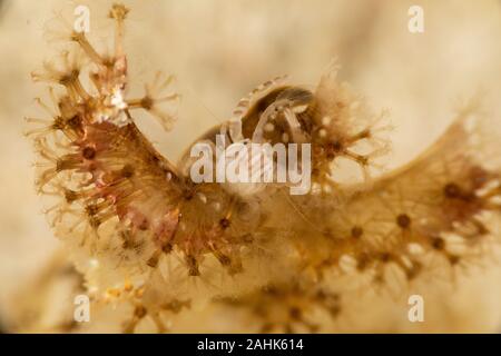 Porzellan Krabben, Porcellanidae auf einer weichen Korallen Stockfoto