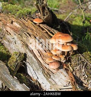 Grau-leaved Schwefel Kopf, Hypholoma capnoides, im Wald Stockfoto