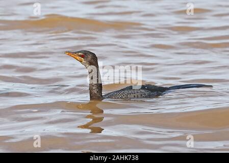 Long-tailed Kormoran (Microcarbo africanus Africanus) unreife Schwimmen im See Lake Victoria, Uganda November Stockfoto