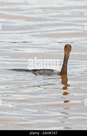 Long-tailed Kormoran (Microcarbo africanus Africanus) unreife Schwimmen im See Lake Victoria, Uganda November Stockfoto