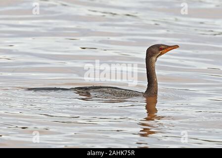 Long-tailed Kormoran (Microcarbo africanus Africanus) unreife Schwimmen im See Lake Victoria, Uganda November Stockfoto