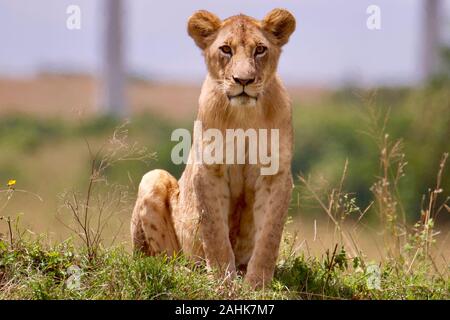 Lion stolz in Nairobi National Park Stockfoto