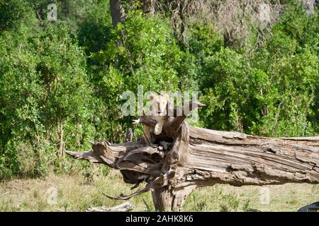 Lion Cubs spielen in der Masai Mara Stockfoto